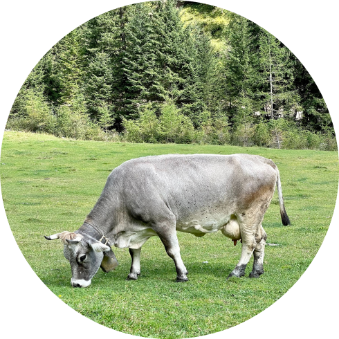 cow in the meadow